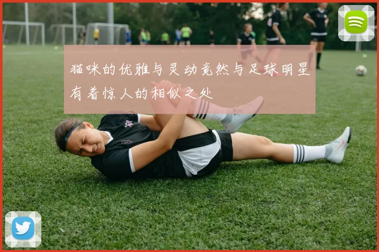猫咪的优雅与灵动竟然与足球明星有着惊人的相似之处